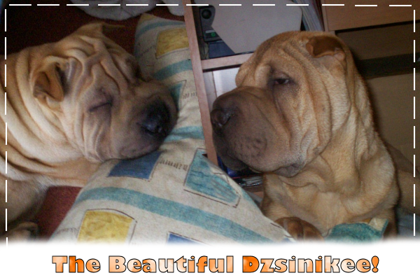 #1>My little dog the beautiful shar-pei, Dzsini#